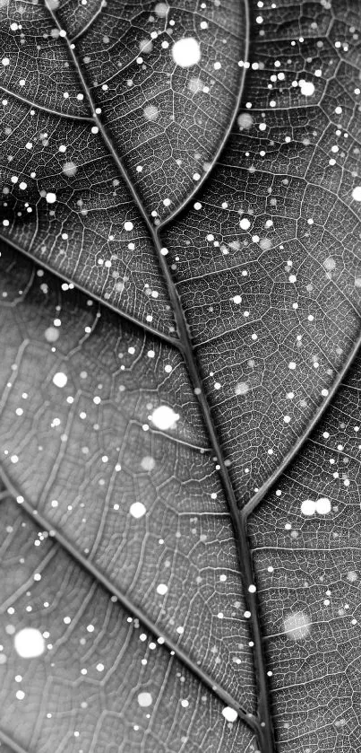 Nature Connect Live Wallpaper