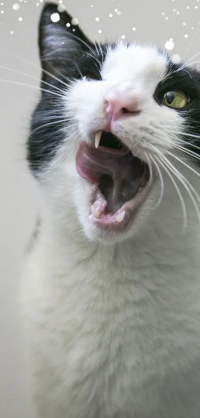 A playful black and white cat with an open mouth and vivid expression.