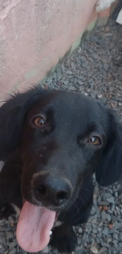 Playful black dog with tongue out on gravel background.