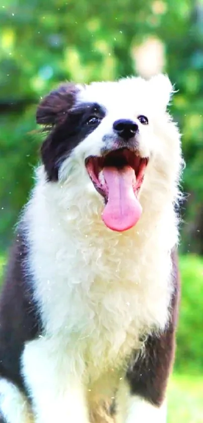 Joyful black and white dog enjoying green park scenery.