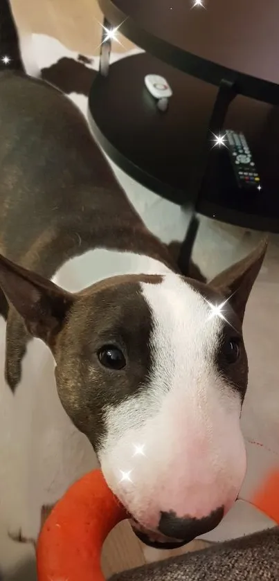 Bull terrier with toy in cozy living room setting.