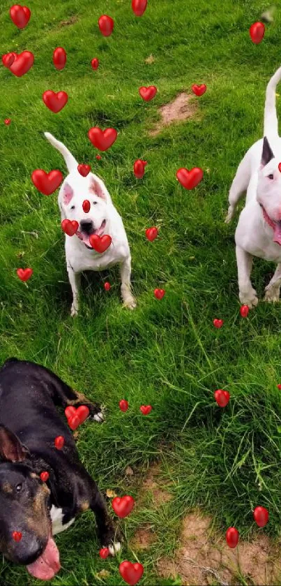 Three Bull Terriers playing in a green field outdoors.