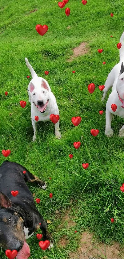 Three playful Bull Terriers on green grass.