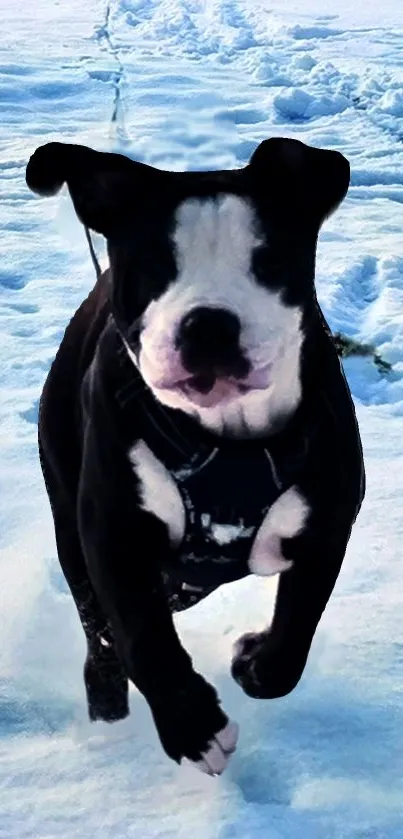 Playful bulldog running joyfully in snow.