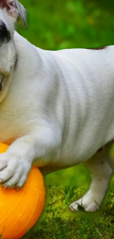 Playful bulldog with an orange ball on green grass.