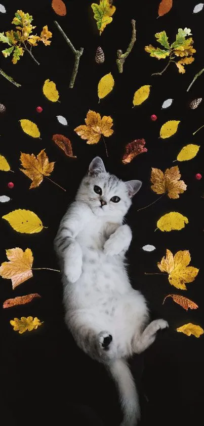Playful cat on black backdrop with colorful autumn leaves.