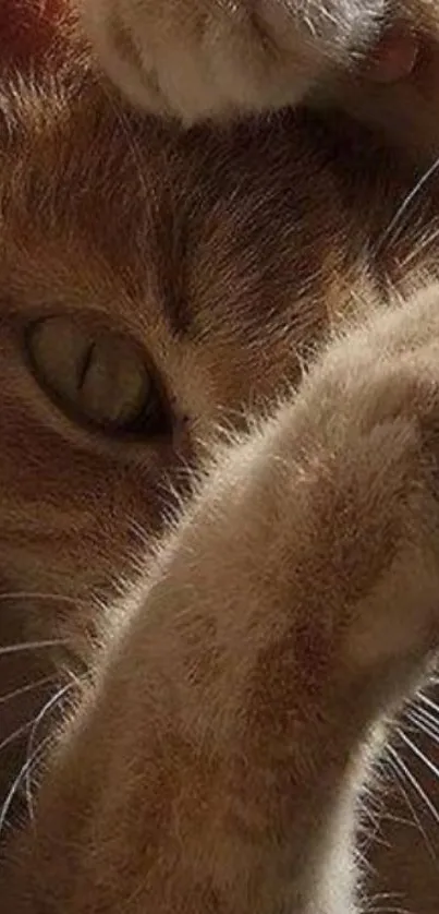 Close-up of a playful cat with paws raised.