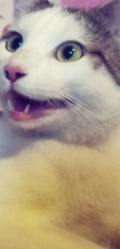 Close-up of a playful cat with an excited expression.