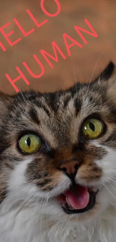 Playful cat with green eyes and 'Hello Human' text on wallpaper.
