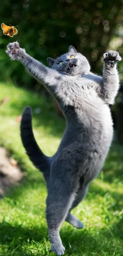 Playful grey cat leaps for butterfly in a vibrant garden setting.