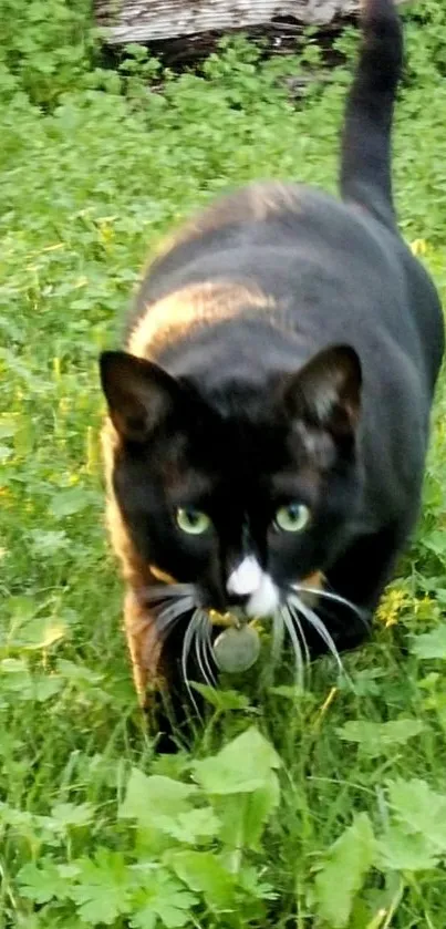 Cute black and white cat strolling through lush green grass.