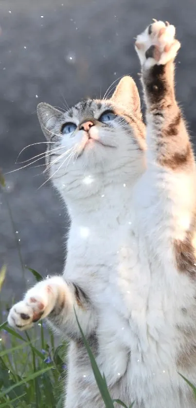 A playful cat reaches to the sky in a grassy field.