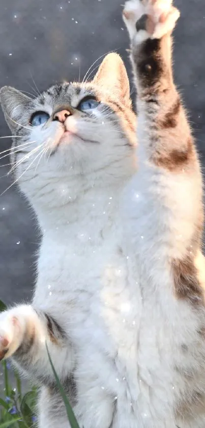 Adorable cat reaching up with sparkles in a light gray setting.