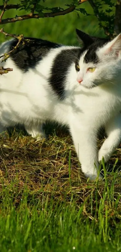 Black and white cat walking in a sunny garden.