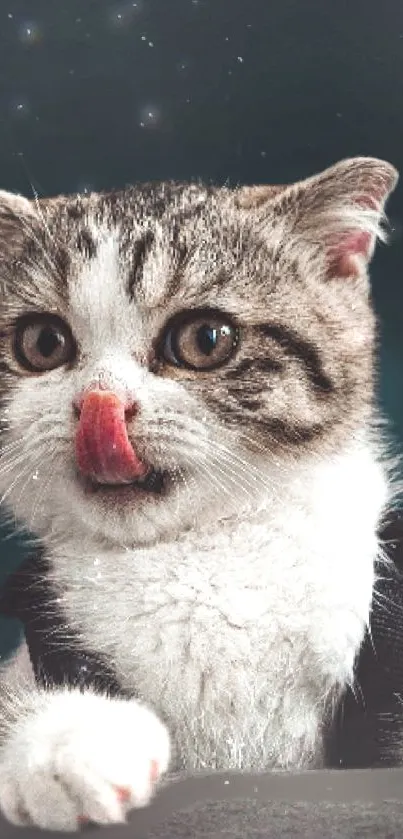 Cute tabby kitten with tongue out looking playful against a dark background.