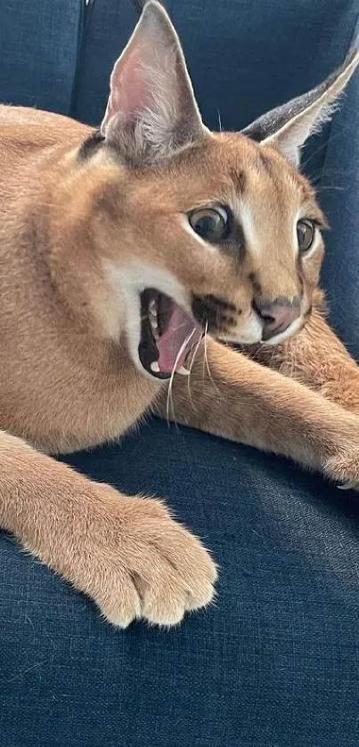 Playful cat lounging on blue sofa, excited expression.