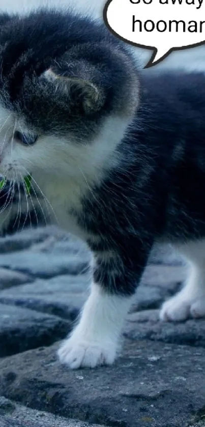 Playful kitten on cobblestones with a humorous speech bubble.