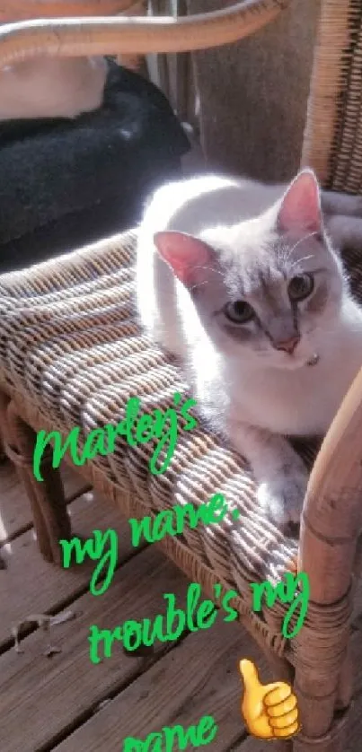 Playful cat lounging on a sunlit rattan chair.