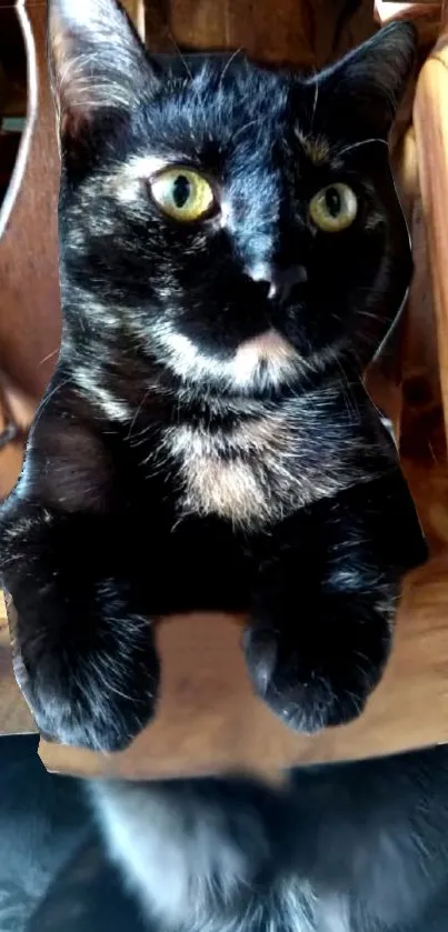 A playful black and brown cat sits on a wooden chair, looking curious.