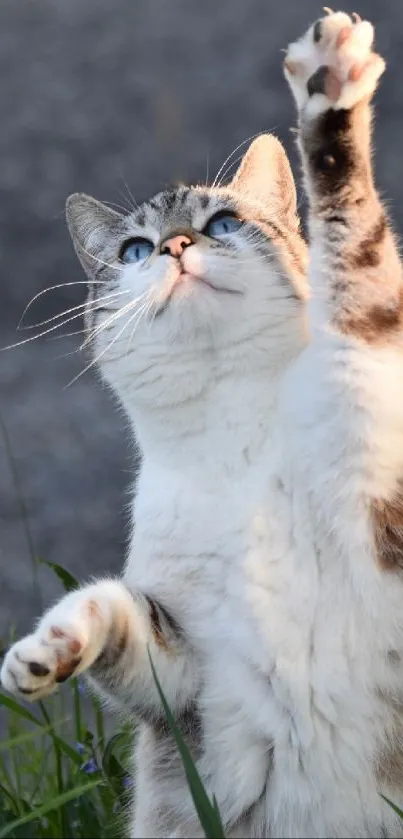 Playful cat reaching up in a grassy outdoor setting.