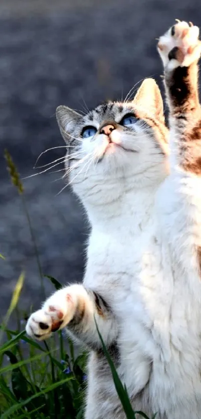 Adorable cat reaching upwards in a field.