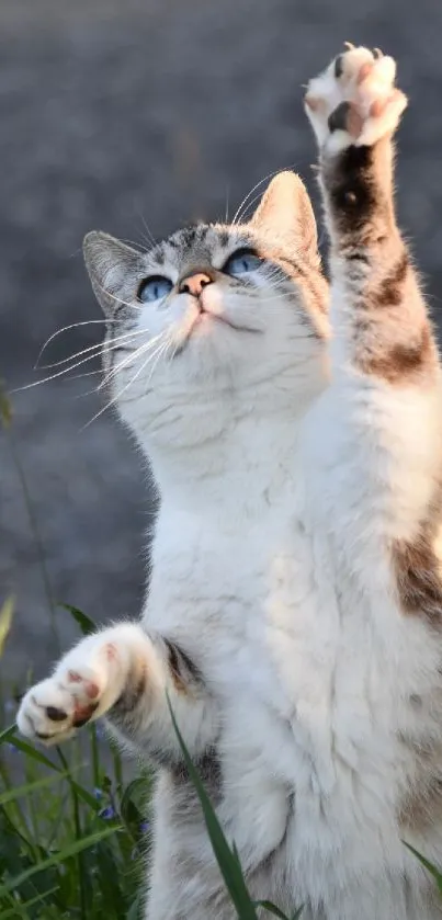 Playful cat reaching up in nature with a serene background.