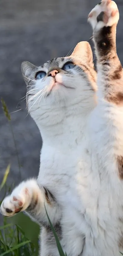 Playful cat with blue eyes reaching upward among grasses.