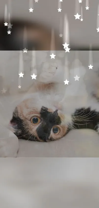 Playful cat with starry overlay on beige wallpaper background.