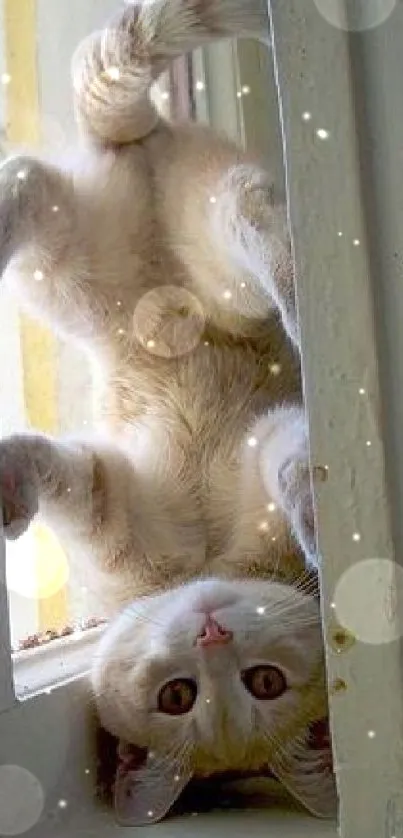 Playful cat hanging upside down on a window sill in bright light.