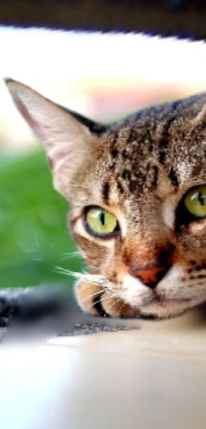 Close-up of a cat with green eyes on a lush backdrop.