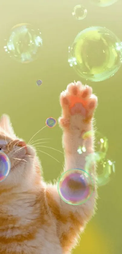 Cute kitten reaching for bubbles on green background.