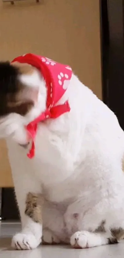 Cute cat with a red bandana sits playfully indoors.