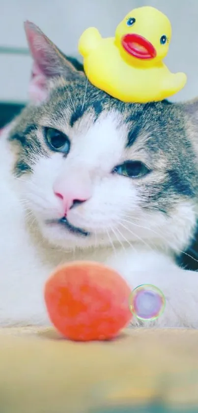 Cat laying with a toy rubber duck on its head, looking relaxed and playful.