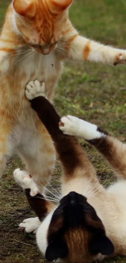 Two cats playfully interacting outdoors