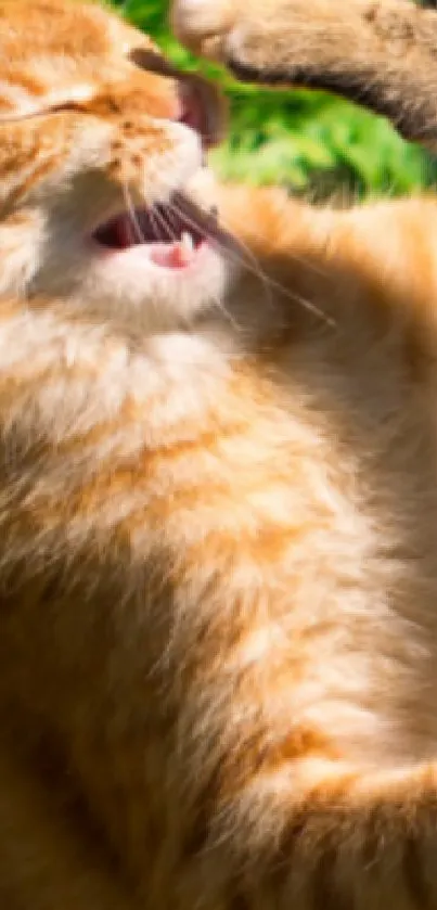 Playful orange cats wrestling in sunlight with green foliage background.