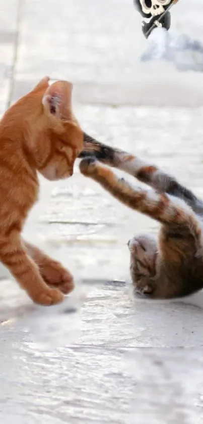 Two playful cats engaged in adorable antics on a white background.