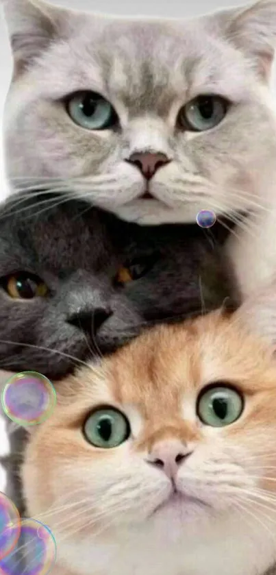 Three whimsical cats with bubbles, in a playful phone wallpaper.