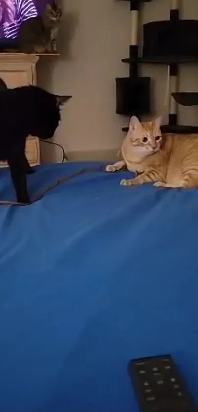 Two cats interacting on a cozy blue blanket.