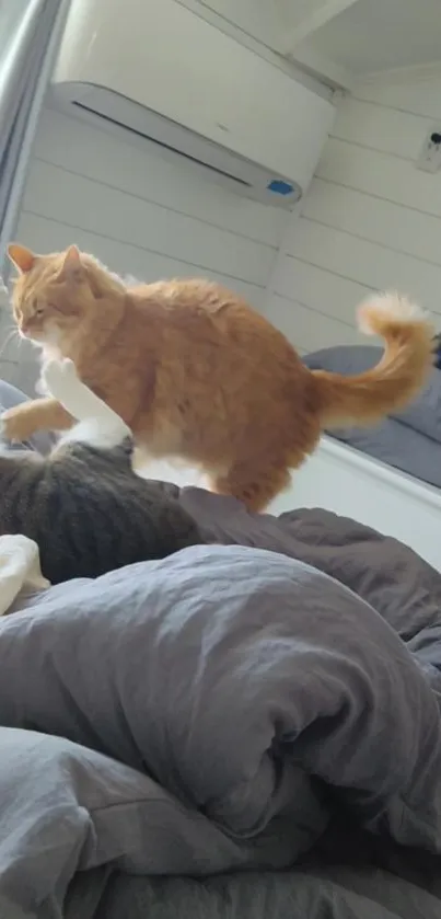 Two playful cats on a cozy bed in a sunlit bedroom.