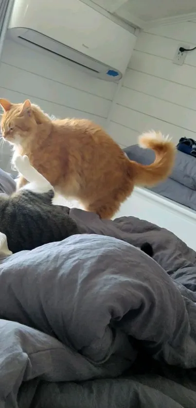 Two cats play on a soft grey bed cover.