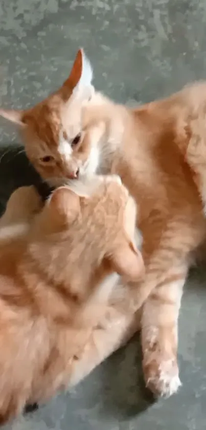 Two playful orange cats on a rustic floor.