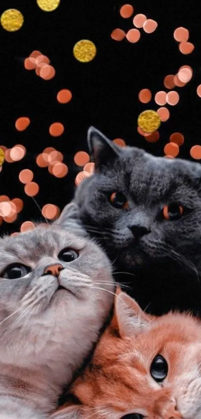 Three cats with bokeh light background in mobile wallpaper.