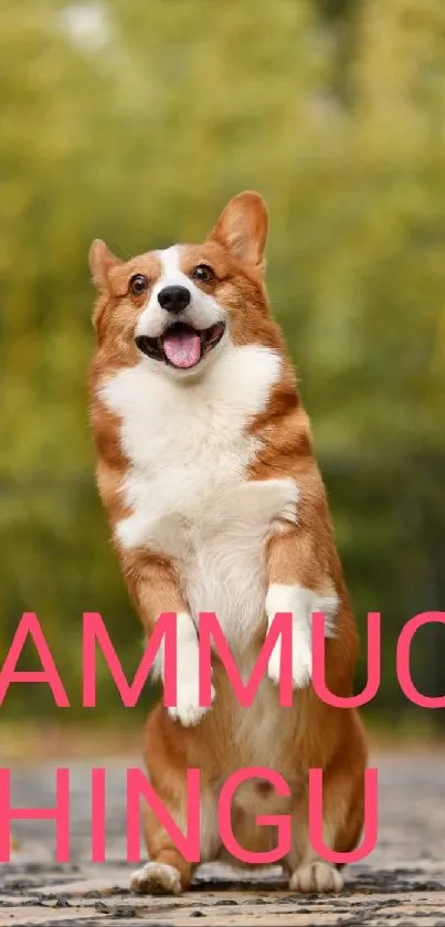 Playful corgi standing outdoors against a lush green background.