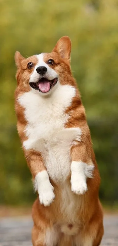 Joyful corgi jumping on a colorful autumn day.