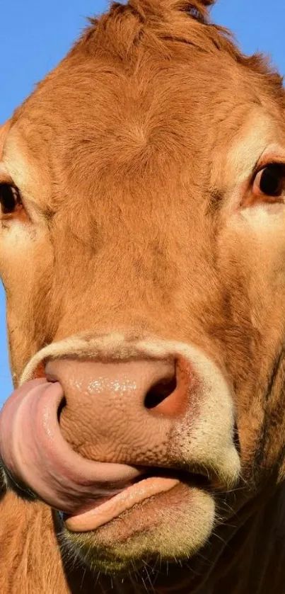 Close-up of a funny brown cow licking its nose on a clear day.