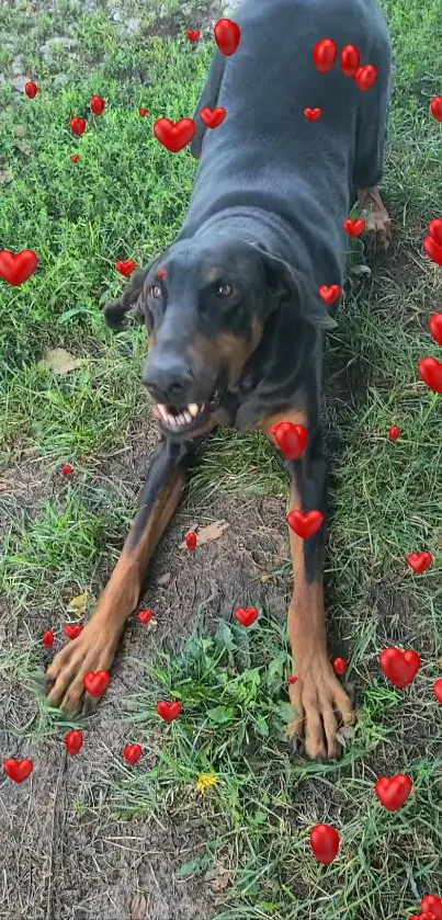 Doberman dog with red hearts on grass background.