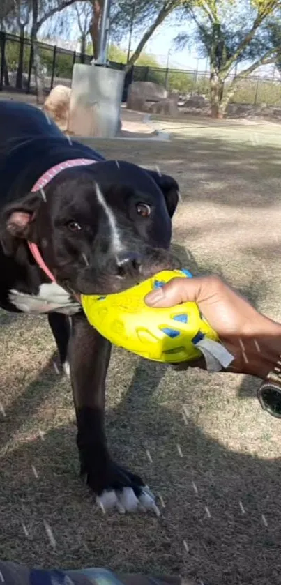 Playful black dog with yellow ball outdoors.