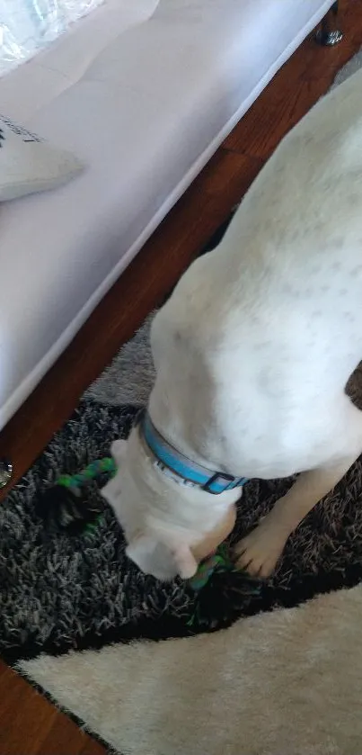 A white dog playing with a toy on a modern carpet at home.