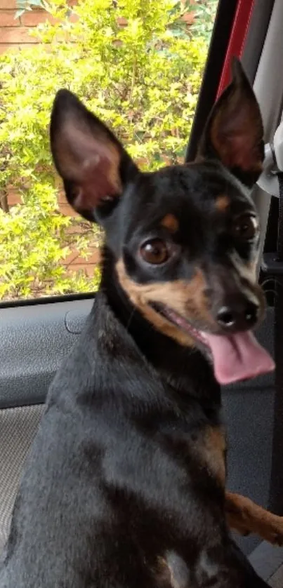 Playful black and brown dog on car seat.