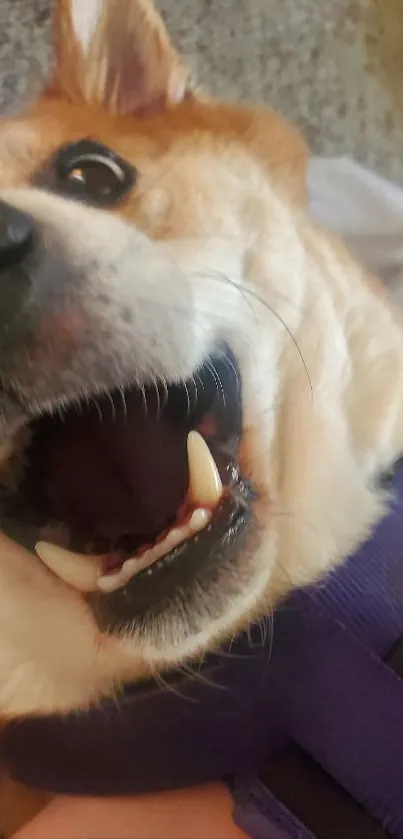 Close-up of a playful dog showing teeth and joyful expression.